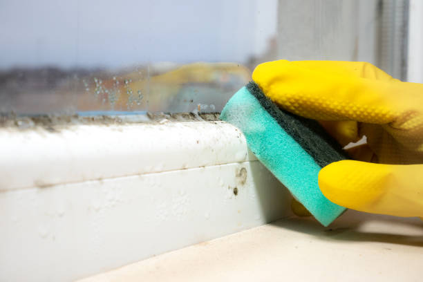 Best Attic Mold Removal  in Fort Worth, TX